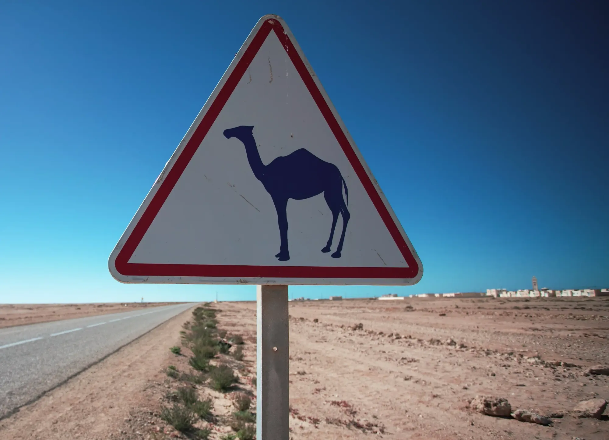 Warning Camel Crossing Road Sign in Morocco