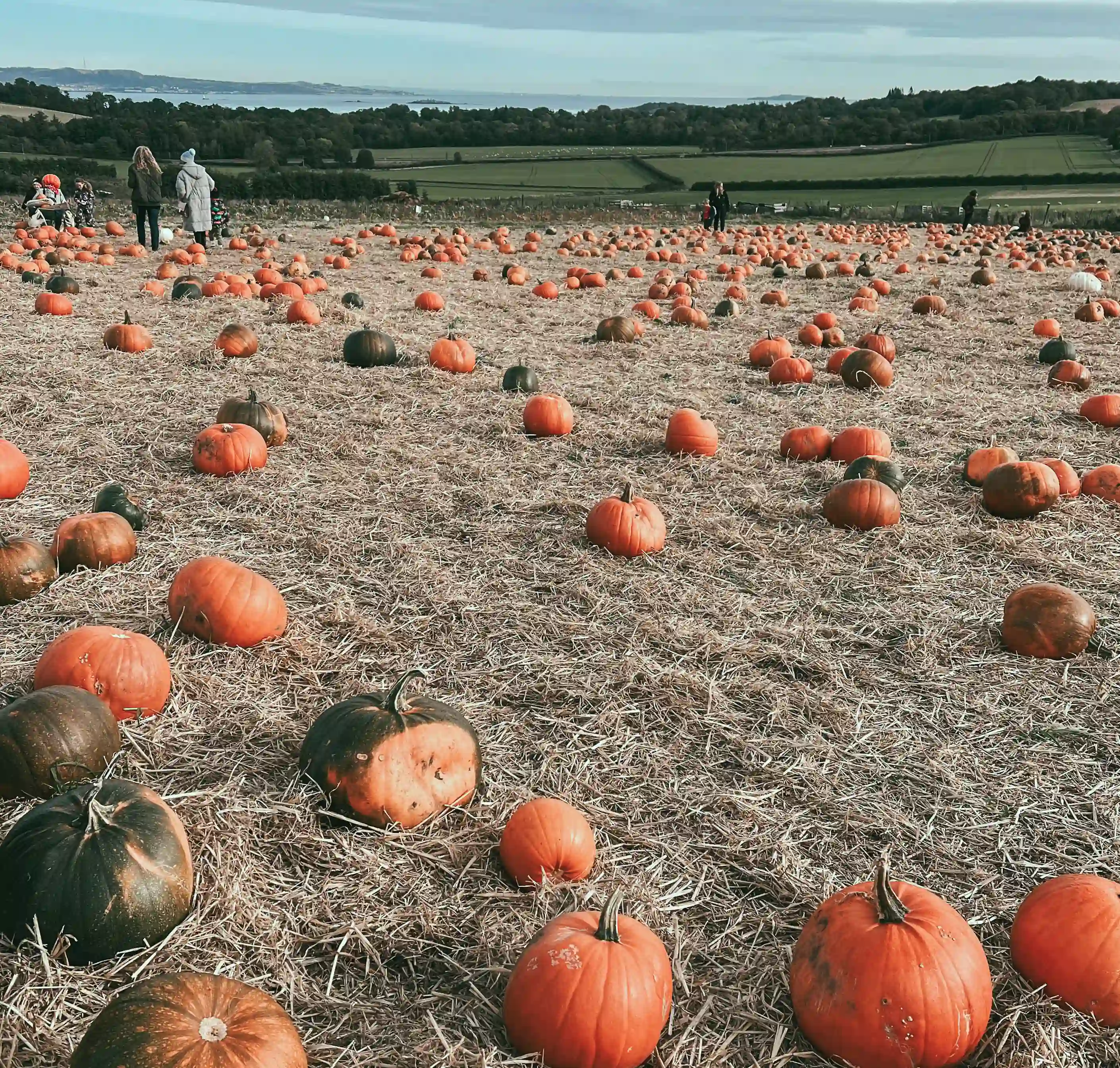 Field with Pumpkins