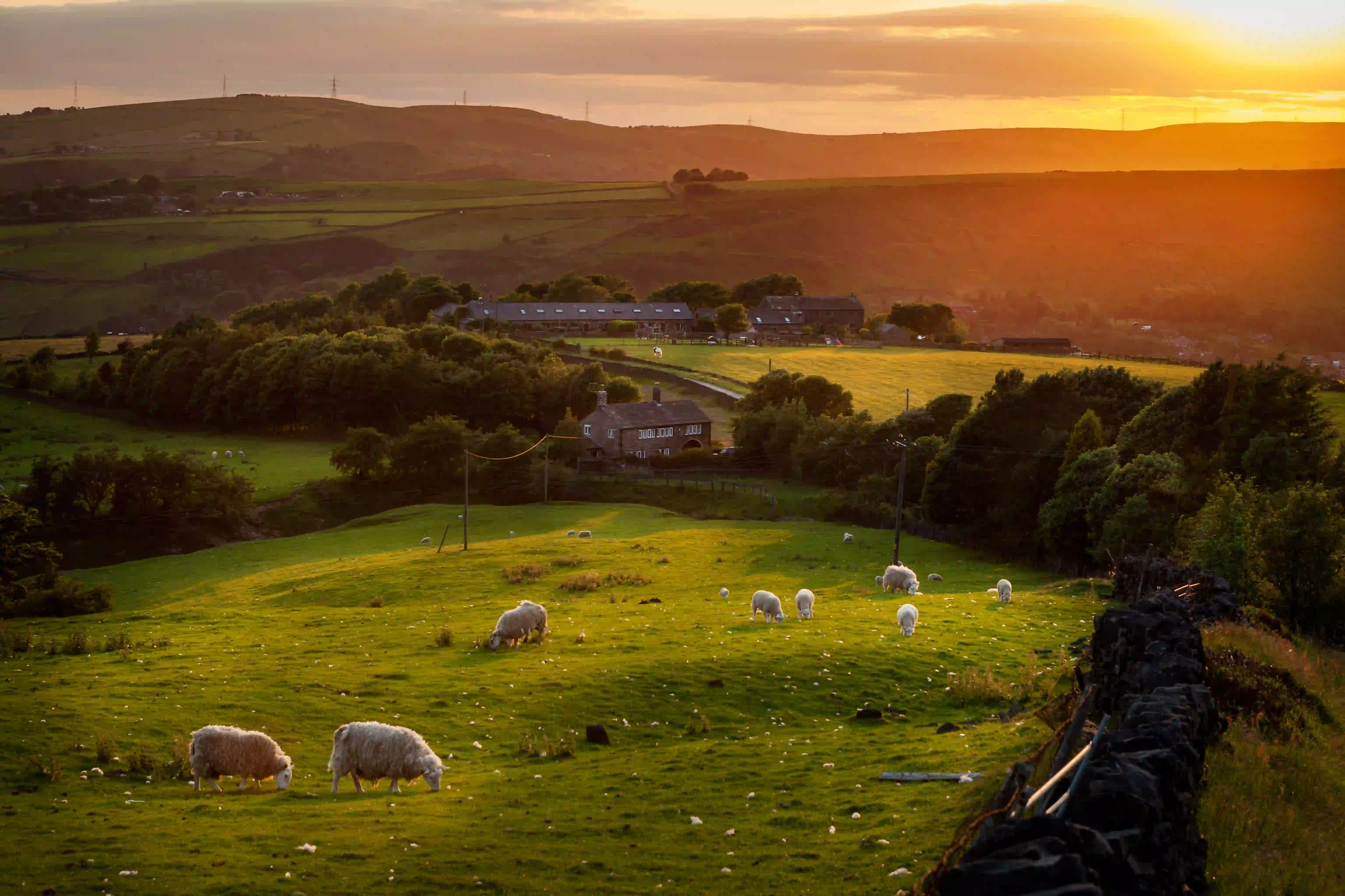 Sheep grazing in the Peak District, England.